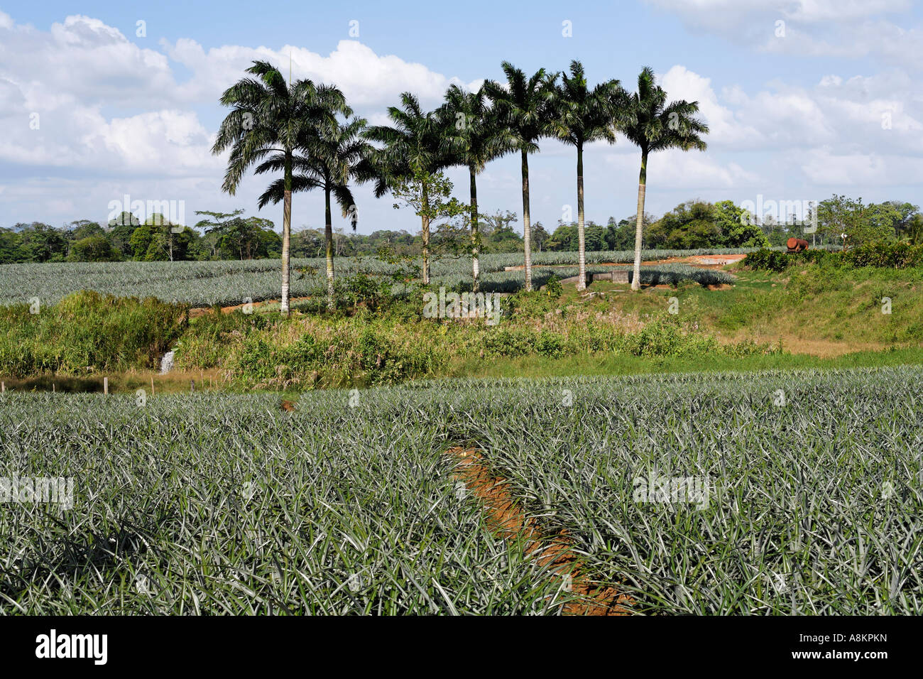 Pineapple plantation near Pital, Costa Rica Stock Photo Alamy