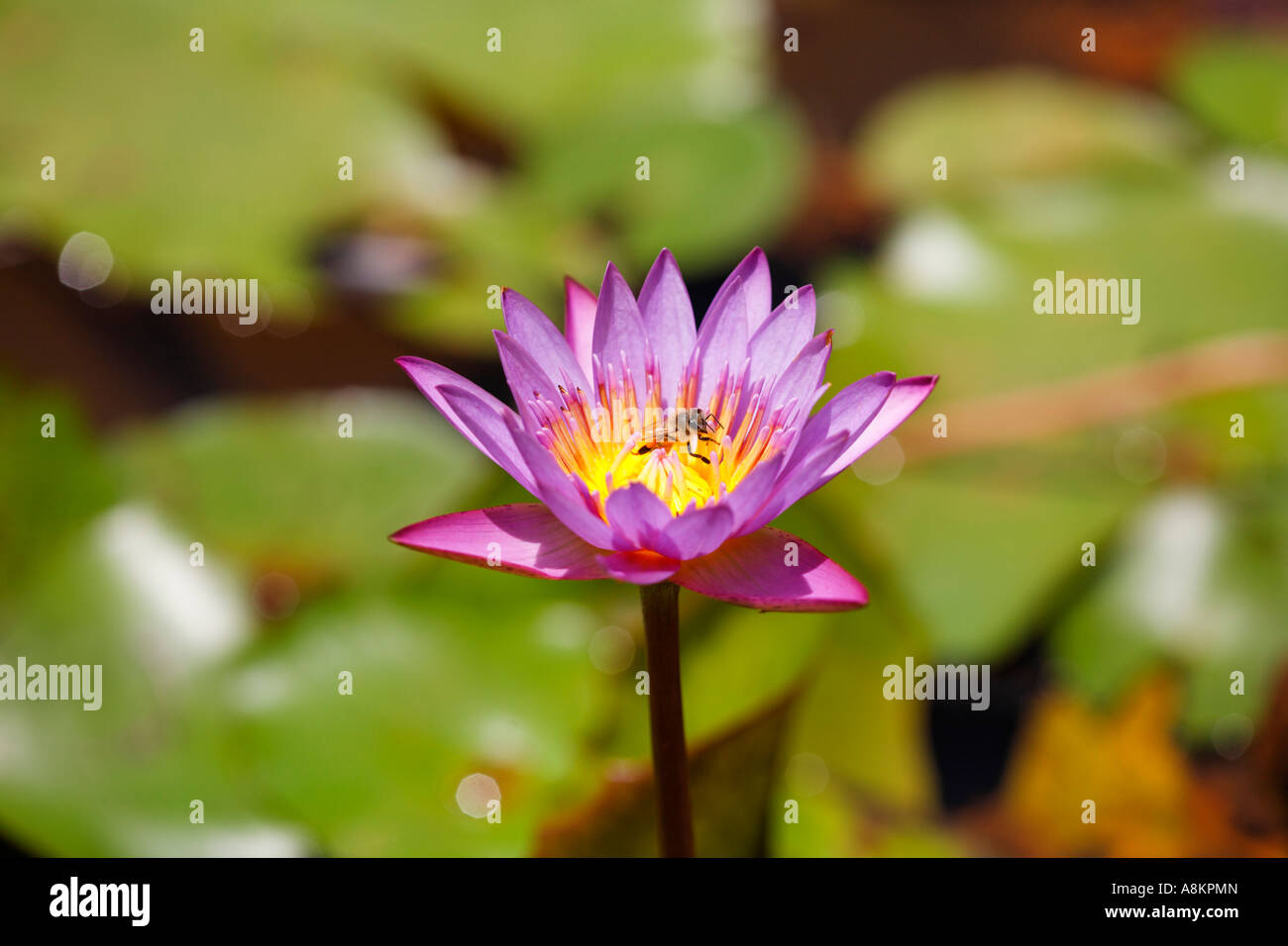 Blue Water Lily, Blue Lotus (Nymphaea stellata) Stock Photo