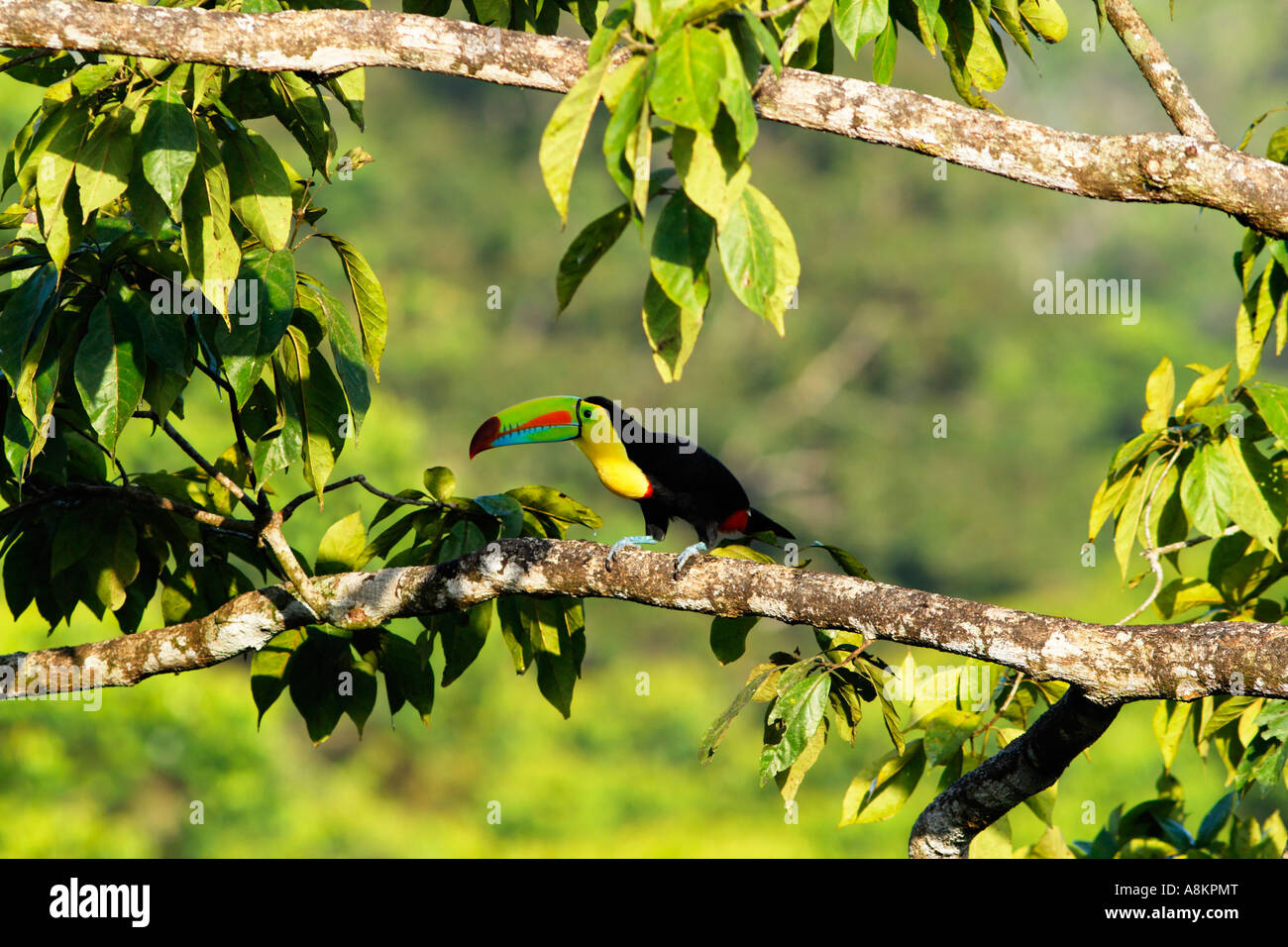 Keel billed Toucan, Ramphastos sulfuratus, Costa Rica Stock Photo