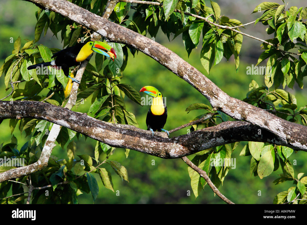 Keel billed Toucan, Ramphastos sulfuratus, Costa Rica Stock Photo