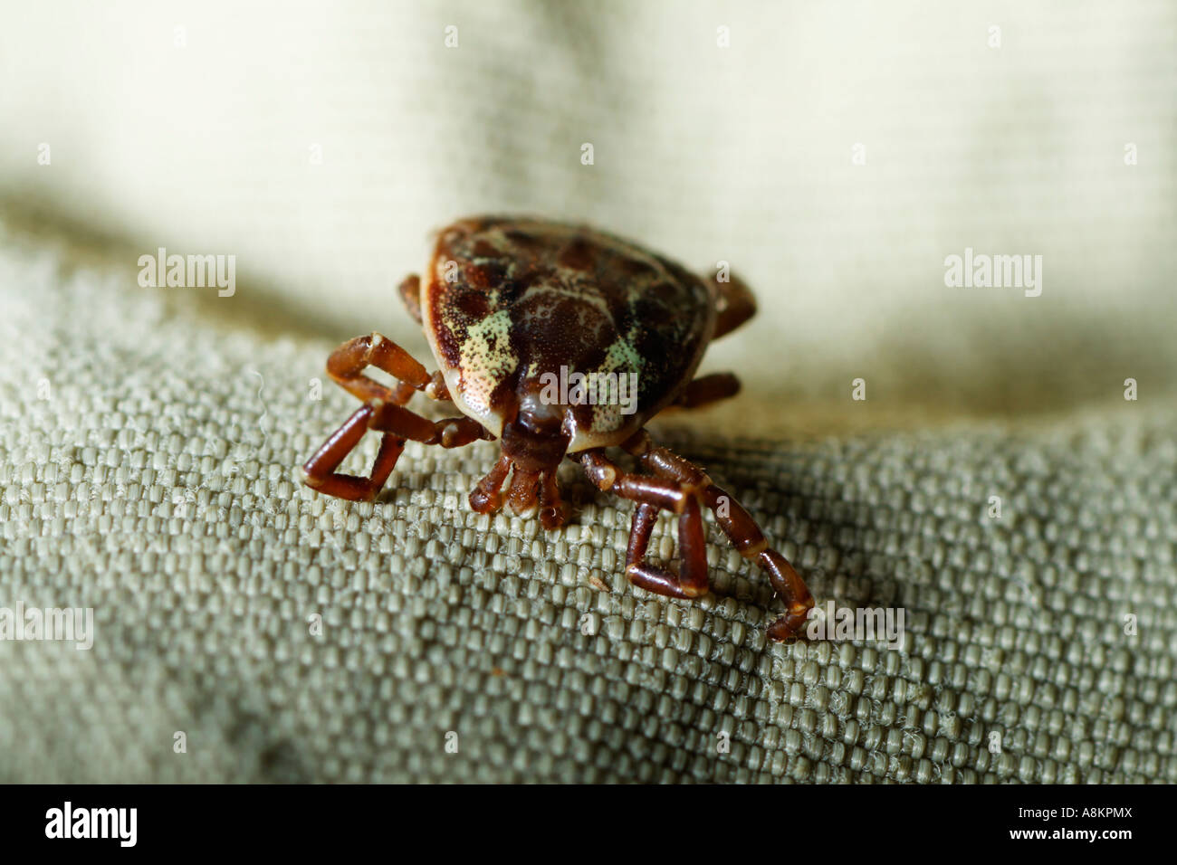 Tropical tick on wear, Costa Rica Stock Photo Alamy