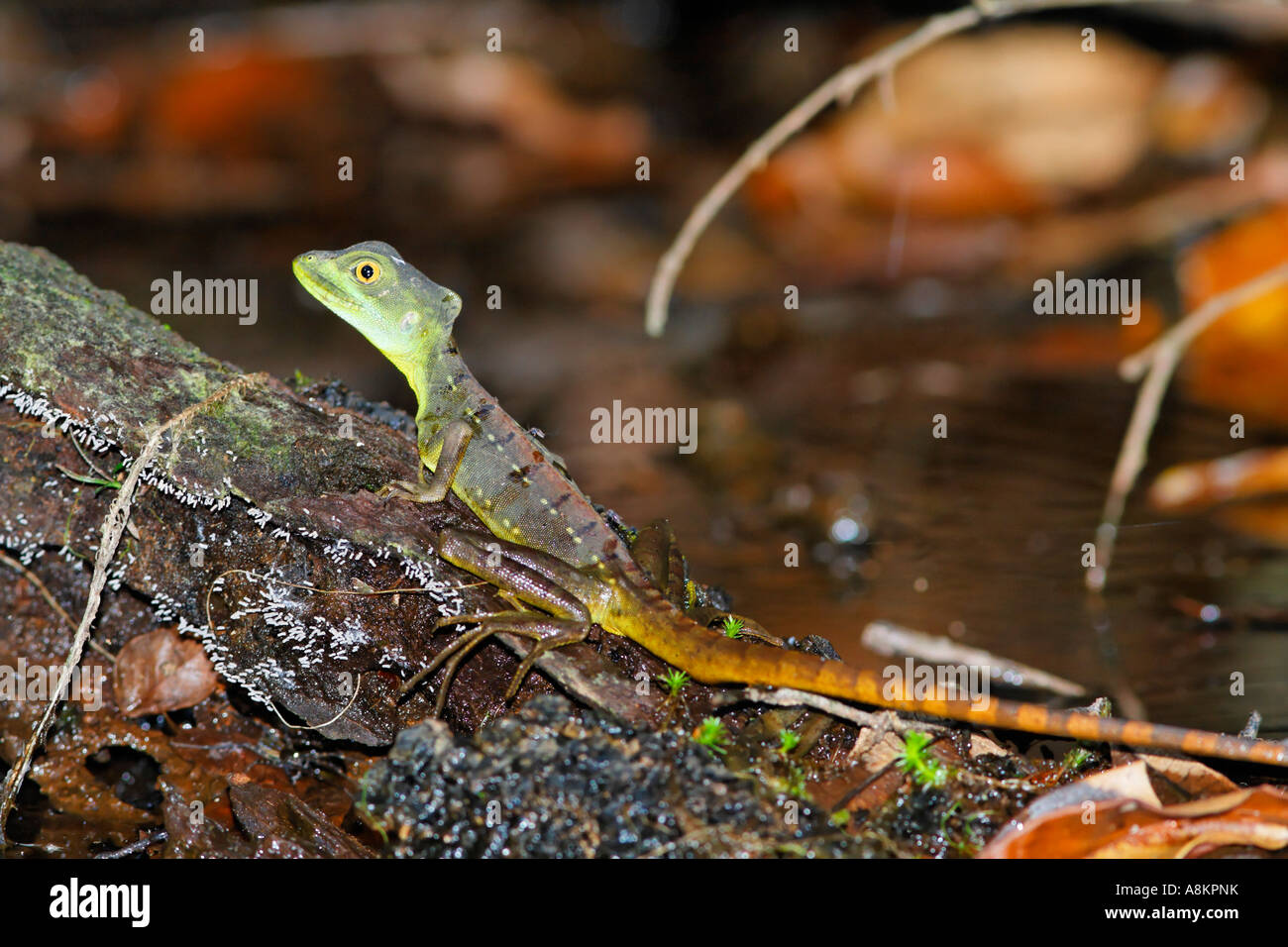 Plumed basilisk, (Basiliscus plumifrons), Costa Rica Stock Photo