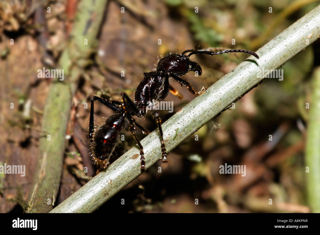Bullet ant, Paraponera clavata, Costa Rica Stock Photo