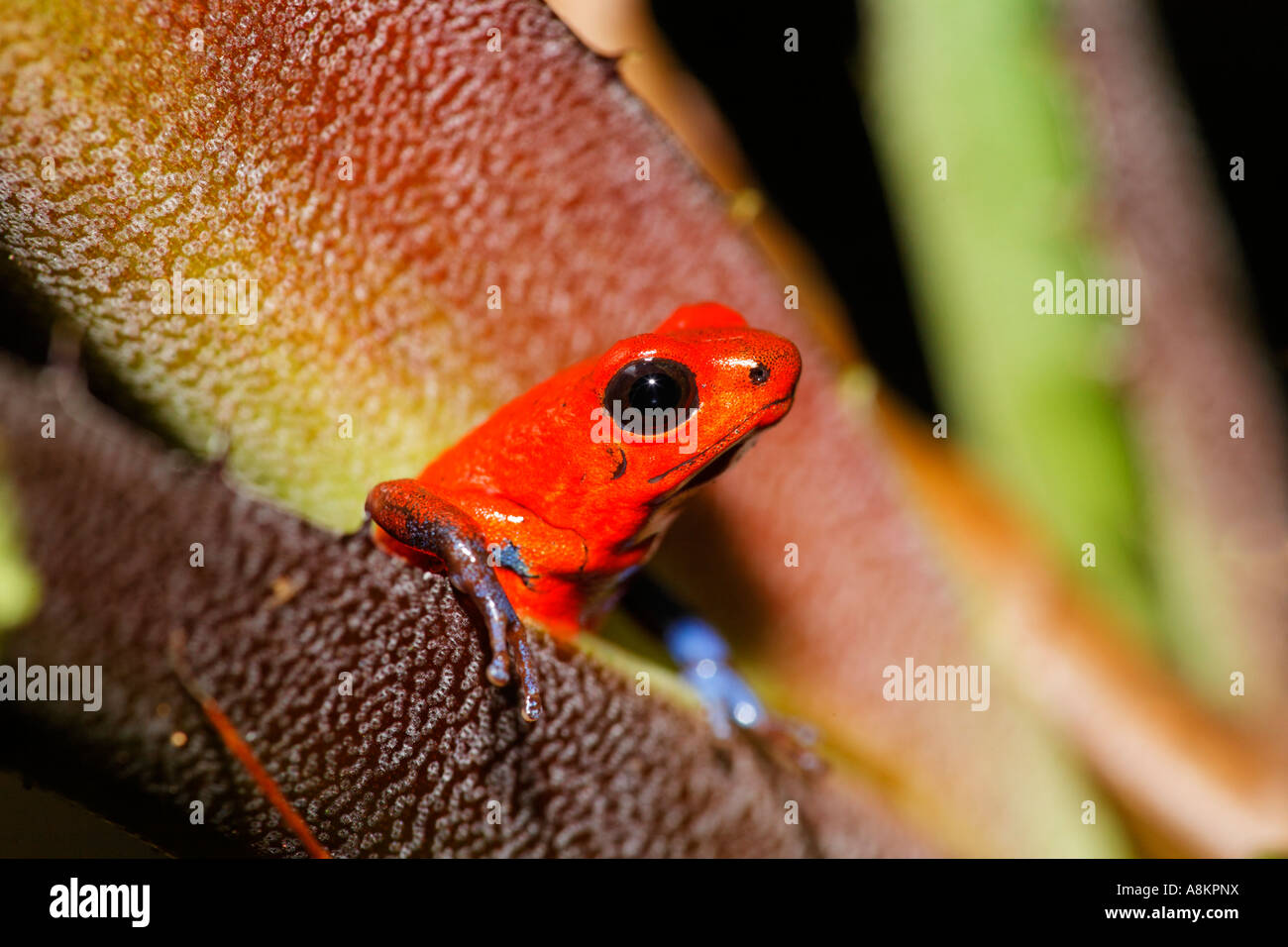 Red and Blue 'Blue Jeans' poison dart frog, Strawberry Poison Dart Frog, Poisoned dart frog, poison arrow frog, Bluejeans frog, Stock Photo