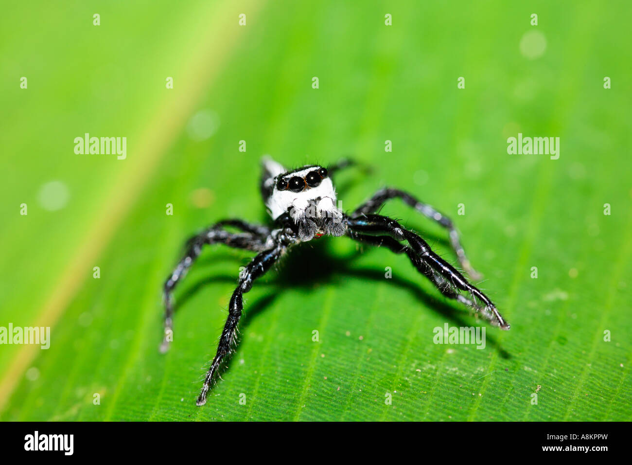 Jumping spider, Salticidae, Costa Rica Stock Photo