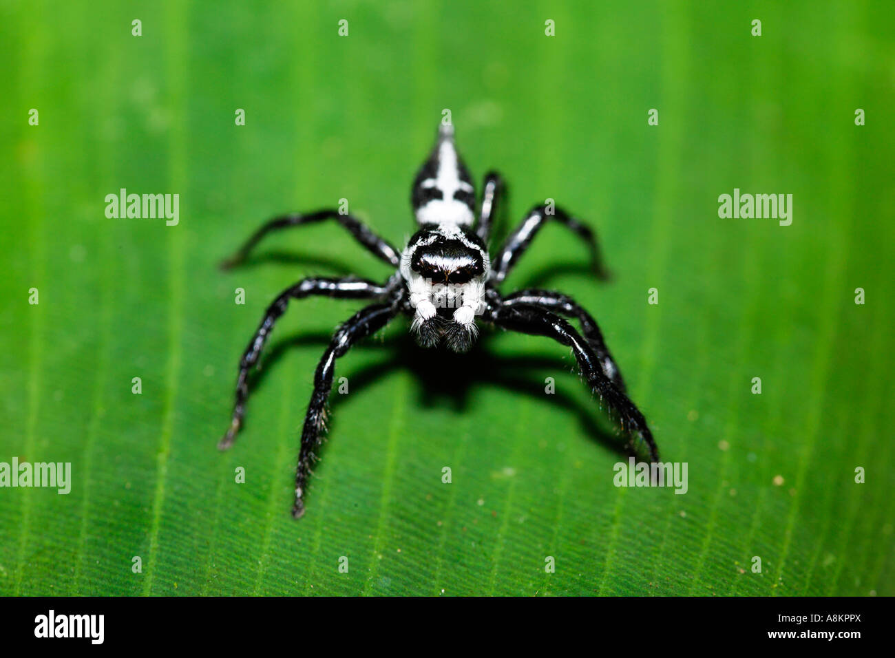 Jumping spider, Salticidae, Costa Rica Stock Photo