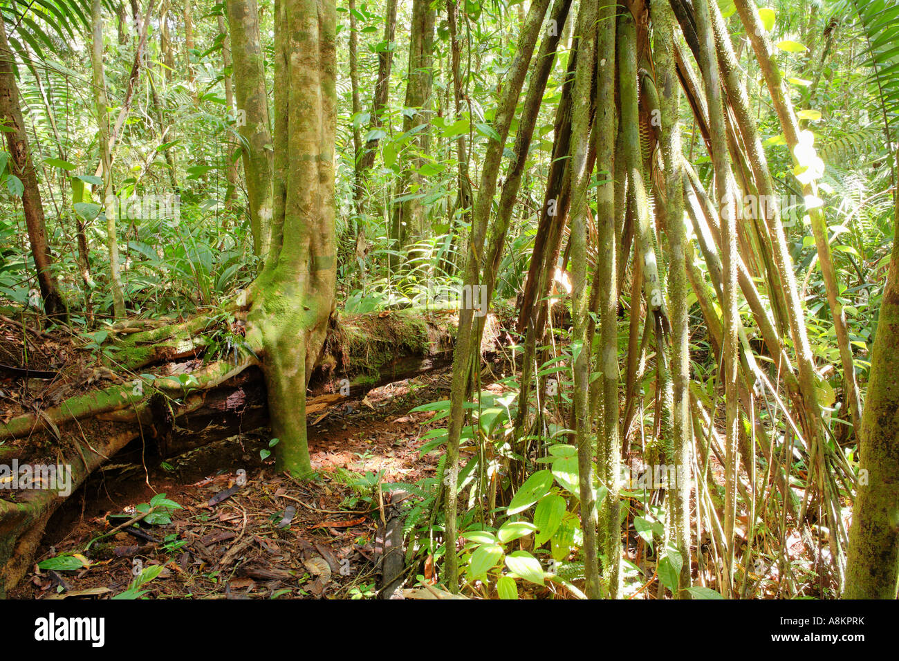 Stilt roots of palm tree in rainforest, Maquenque National