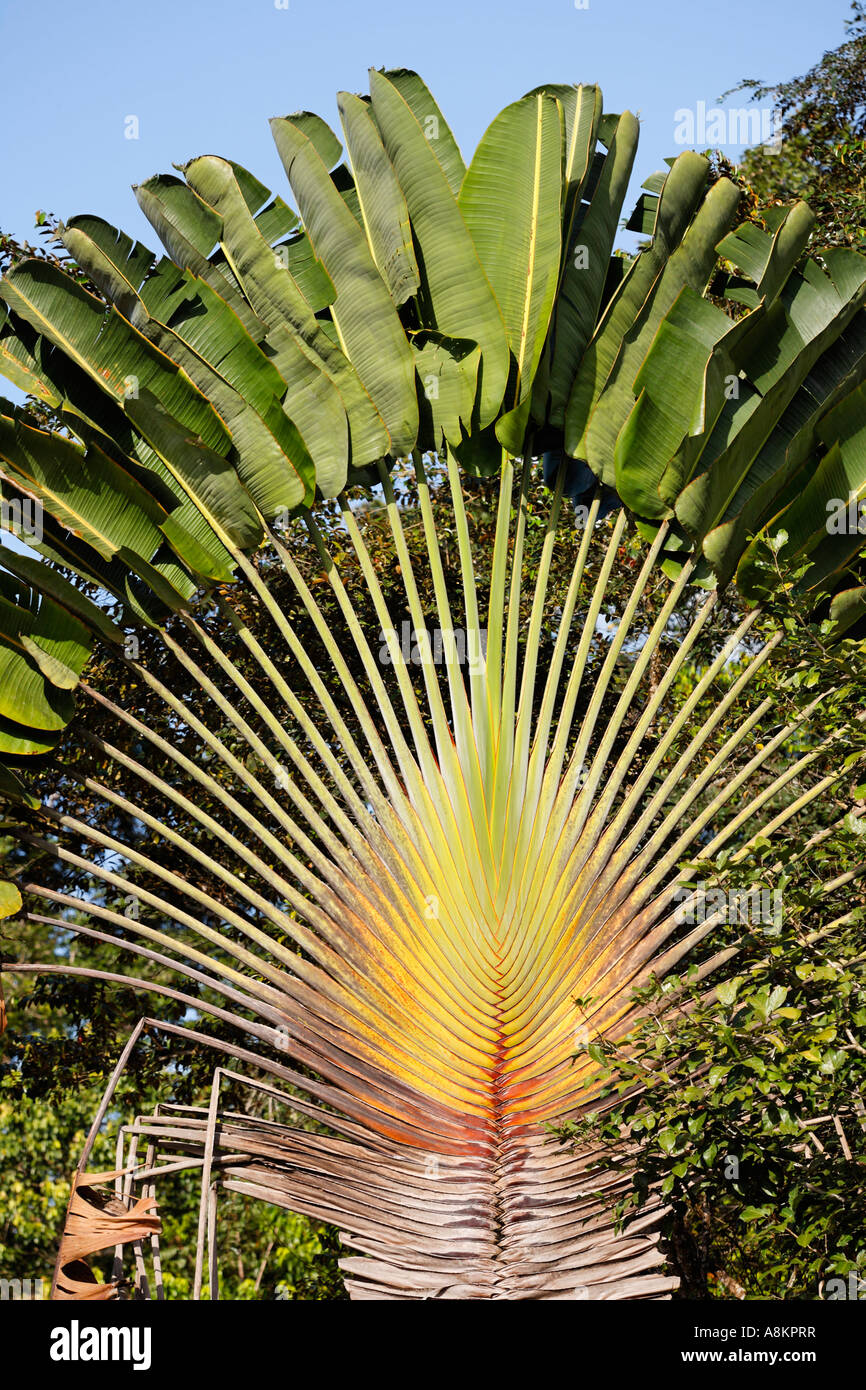 Ravenala Madagascariensis Palm, Travellers Tree or