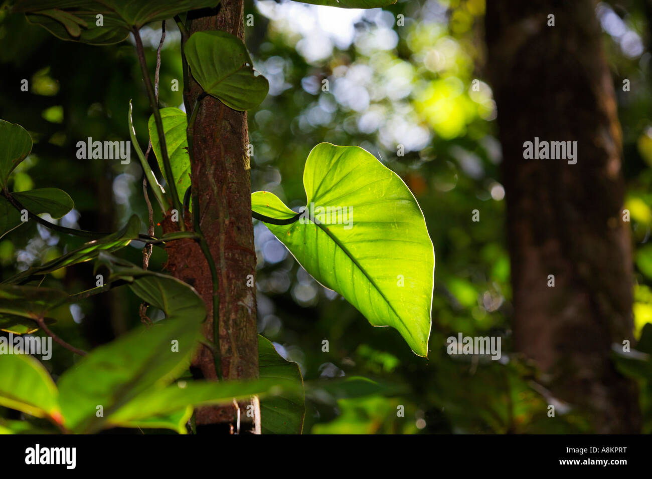 Leaf of Philodendron in rainforest, Costa Rica Stock Photo