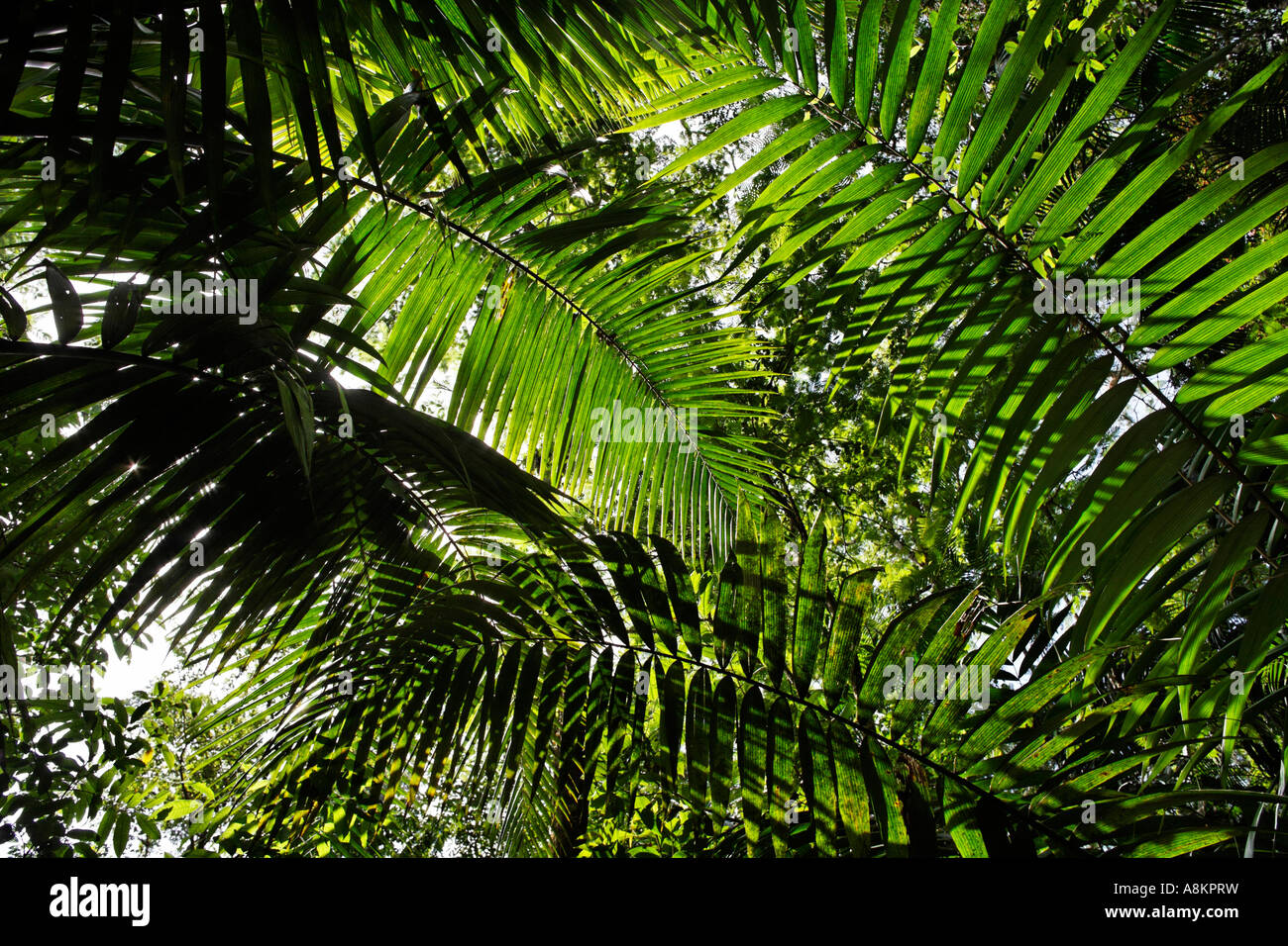 Leaves of a palms in rainforest, Costa Rica Stock Photo