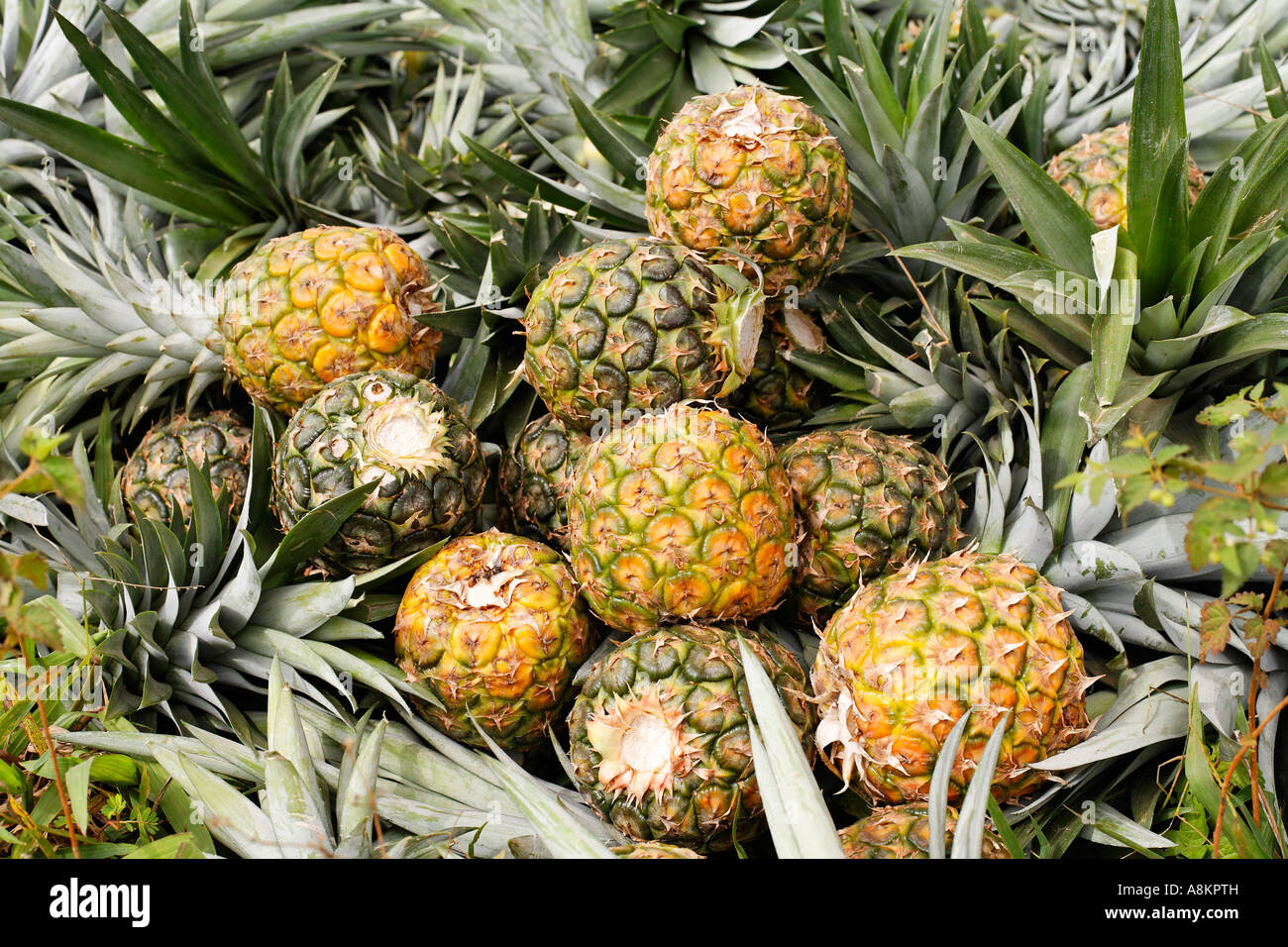 Pineapples, Costa Rica Stock Photo Alamy