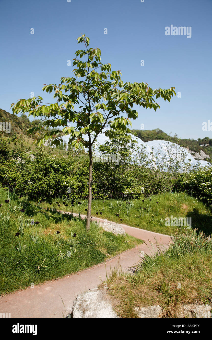 Outside Pathway  At The Eden Project Cornwall U.K. Europe Stock Photo