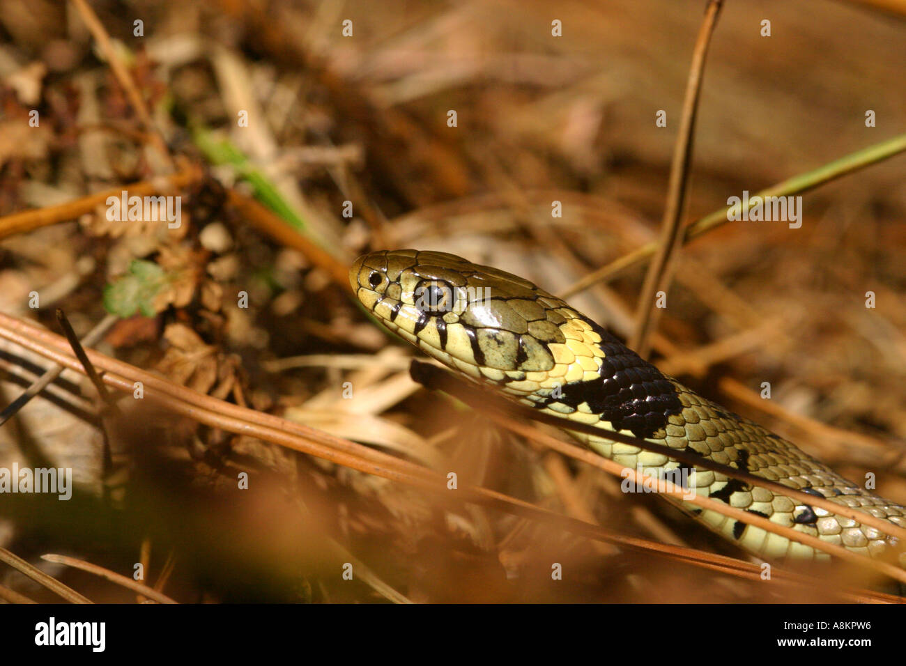 Grass snake colubridae natrix helvetica among bracken Stock Photo