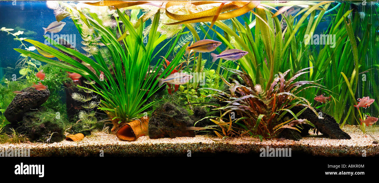 Freshwater aquarium with Goyder River Rainbowfishes Stock Photo