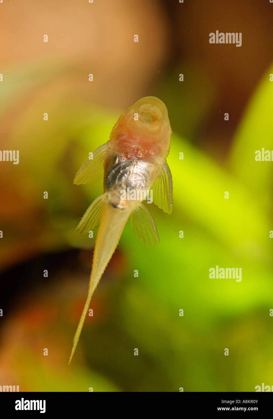 Pleco, Yellow Ancistrus, Ancistrus sp. temminickii L 144, young fish Stock Photo