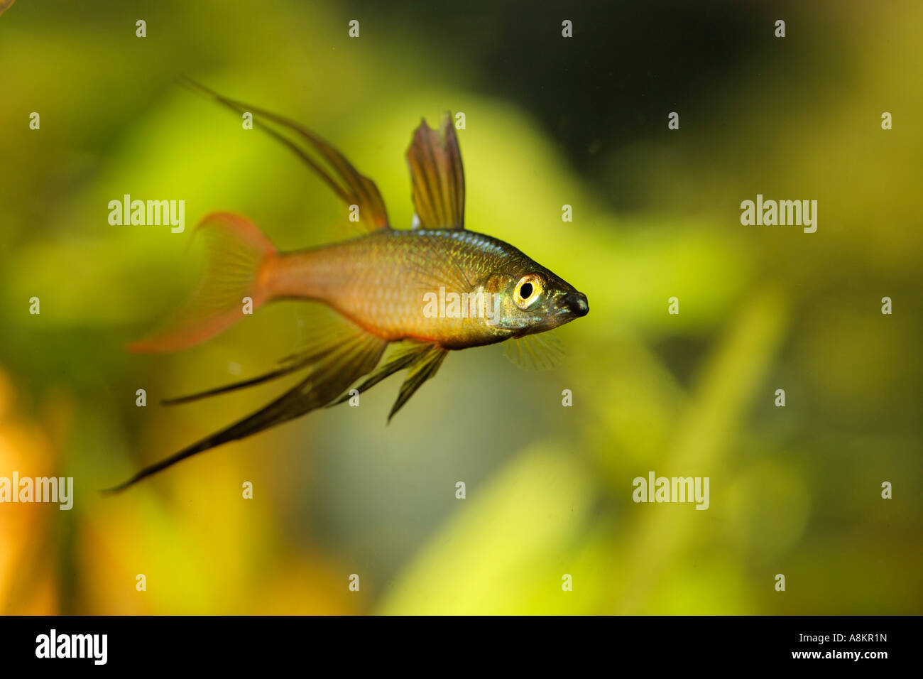 Threadfin rainbow fish, Iriatherina werneri, male Stock Photo