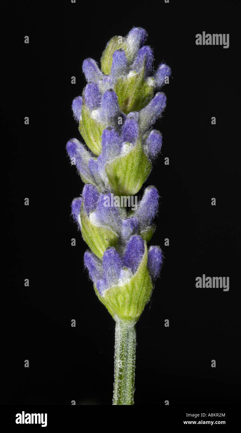 True lavender (Lavandula angustifolia) Stock Photo