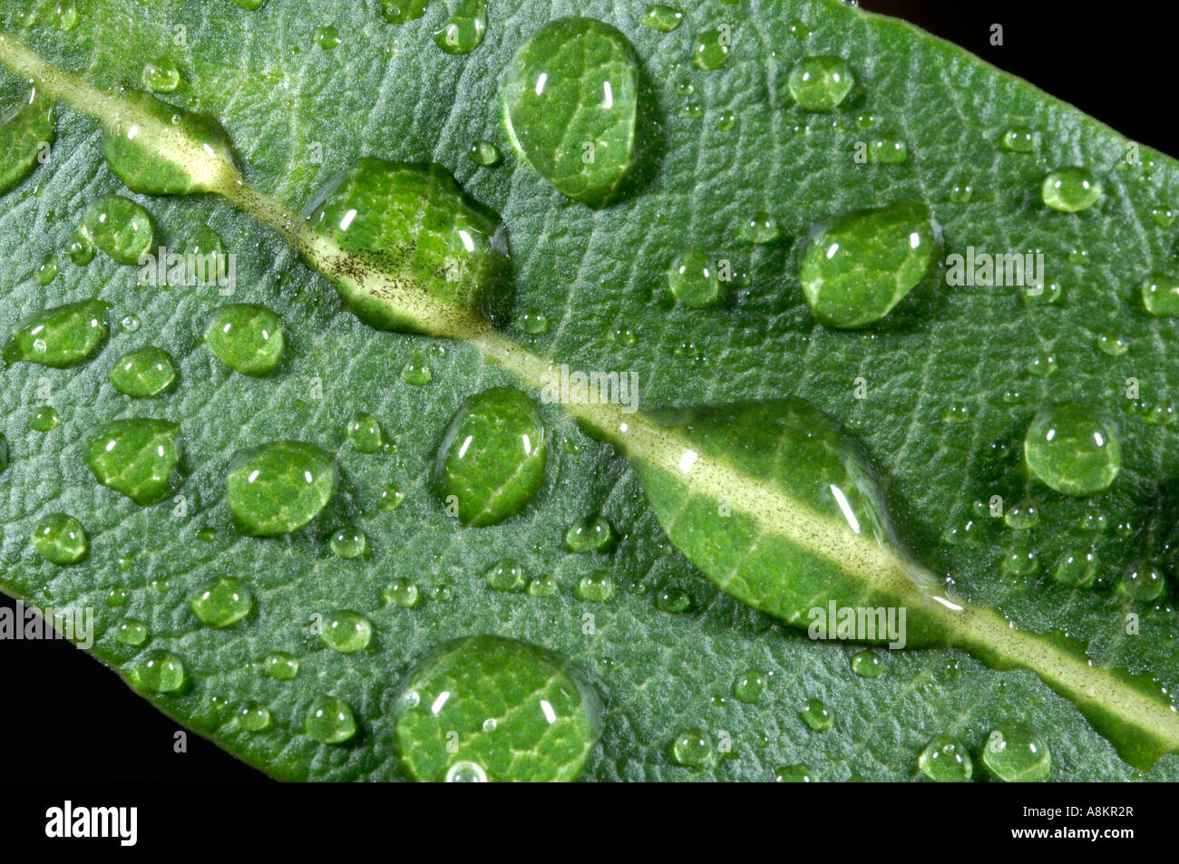 Water drops on leaf of Oleander (Nerium oleander) Stock Photo