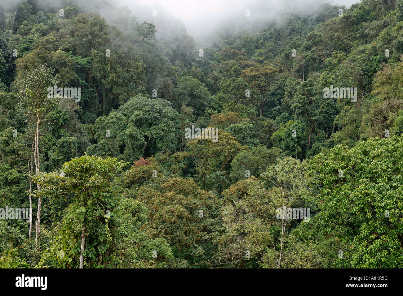 Rainforest in Kachin State, Myanmar Stock Photo - Alamy