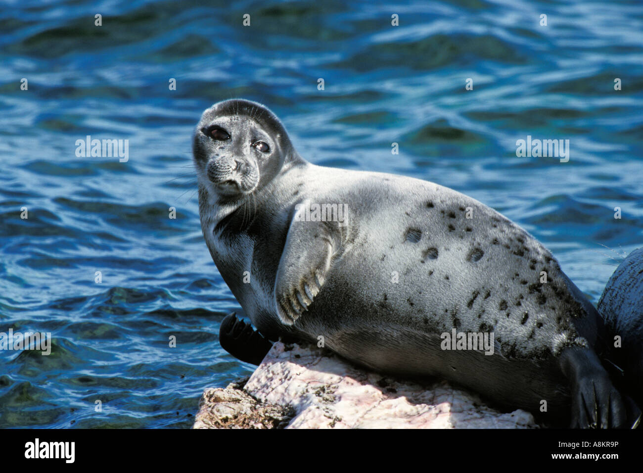 Baikal Seal, Phoca sibirica, Zabaikalsky Nationalpark, Ushkany Islands, Lake Baikal, Russia Stock Photo