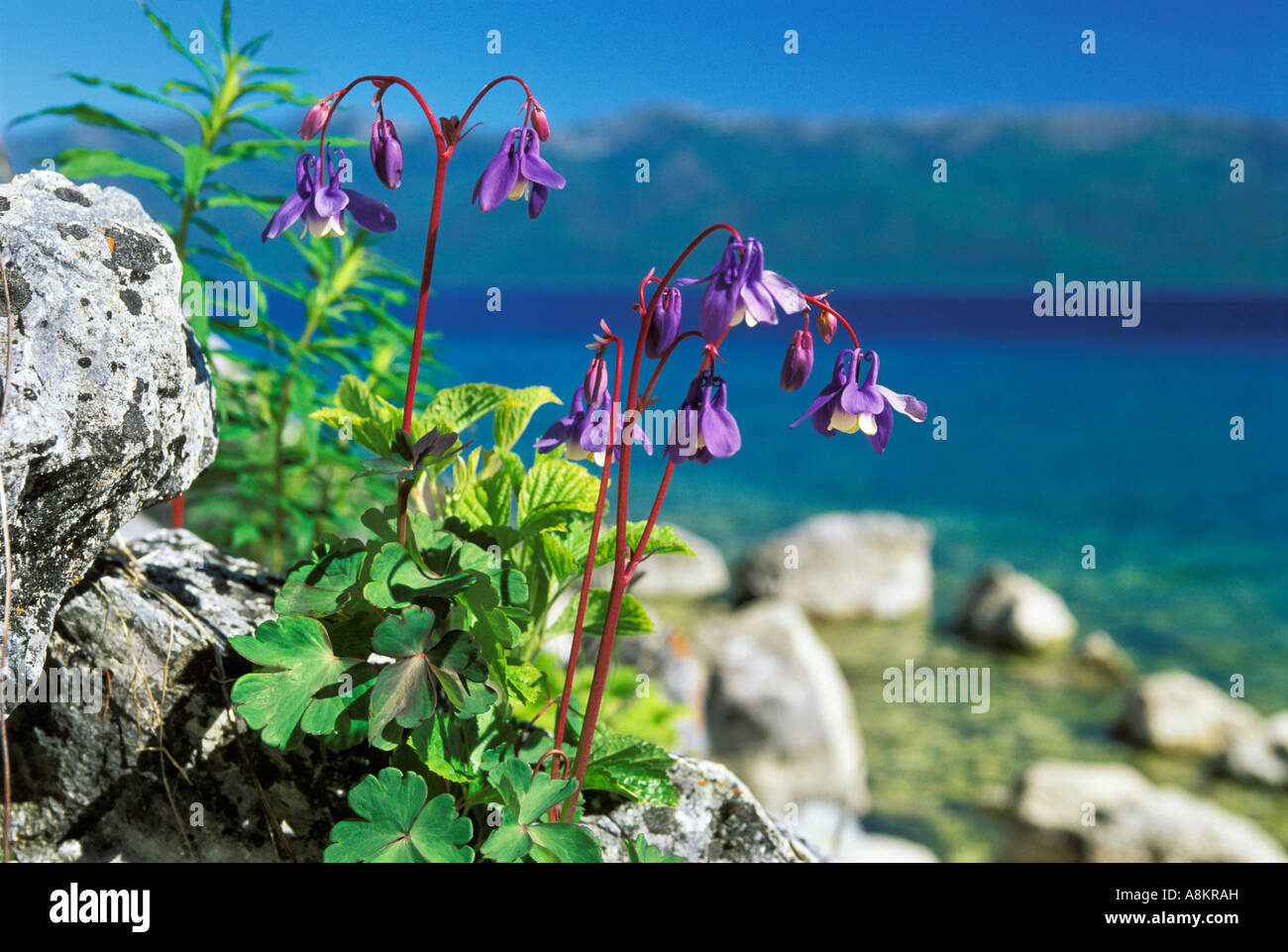 Flowers at Lake Baikal, Siberia, Russia Stock Photo