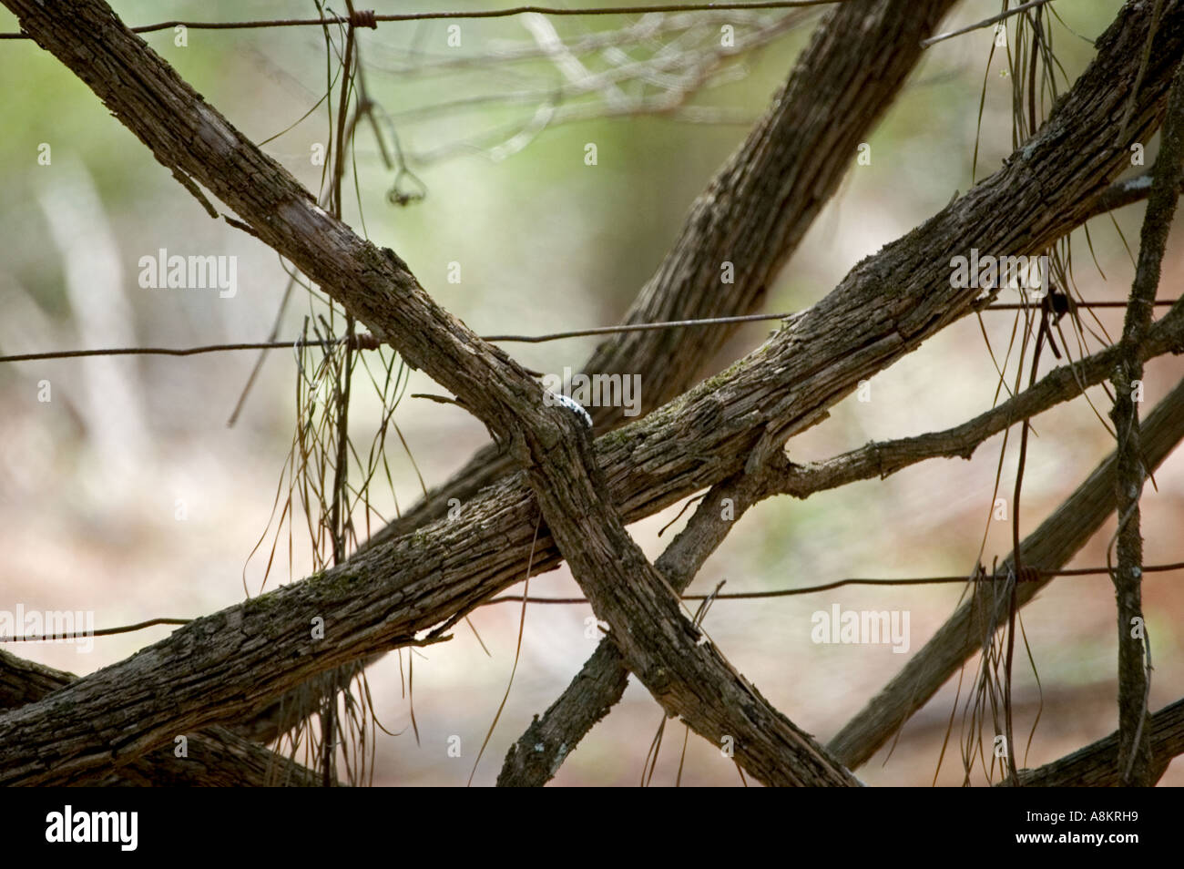 Vines on wire fence Stock Photo Alamy