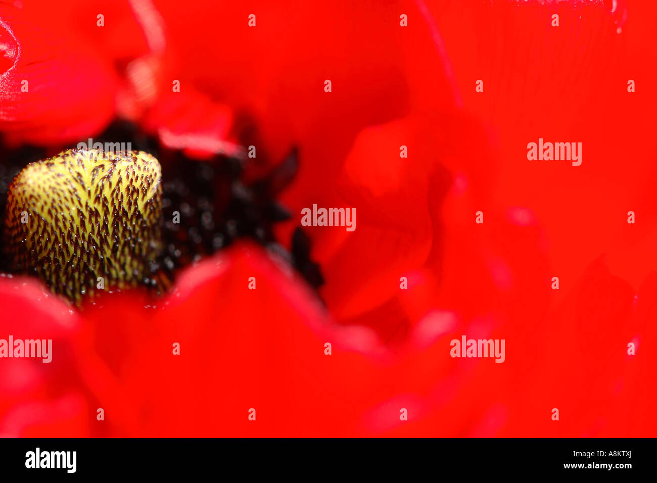 Scarlet ranunculus hi-res stock photography and images - Alamy
