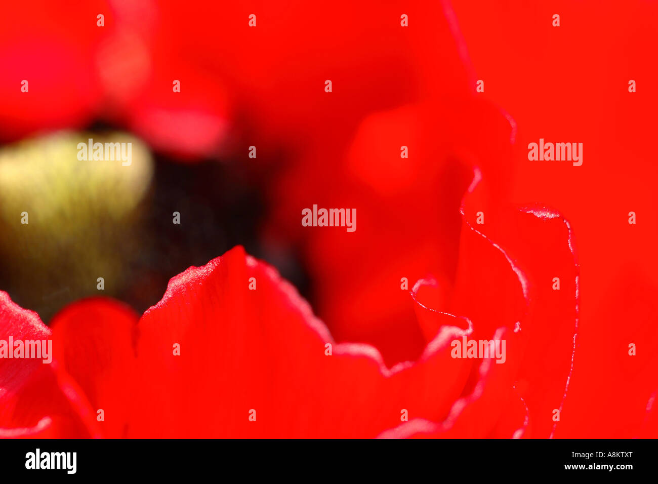 Scarlet ranunculus hi-res stock photography and images - Alamy