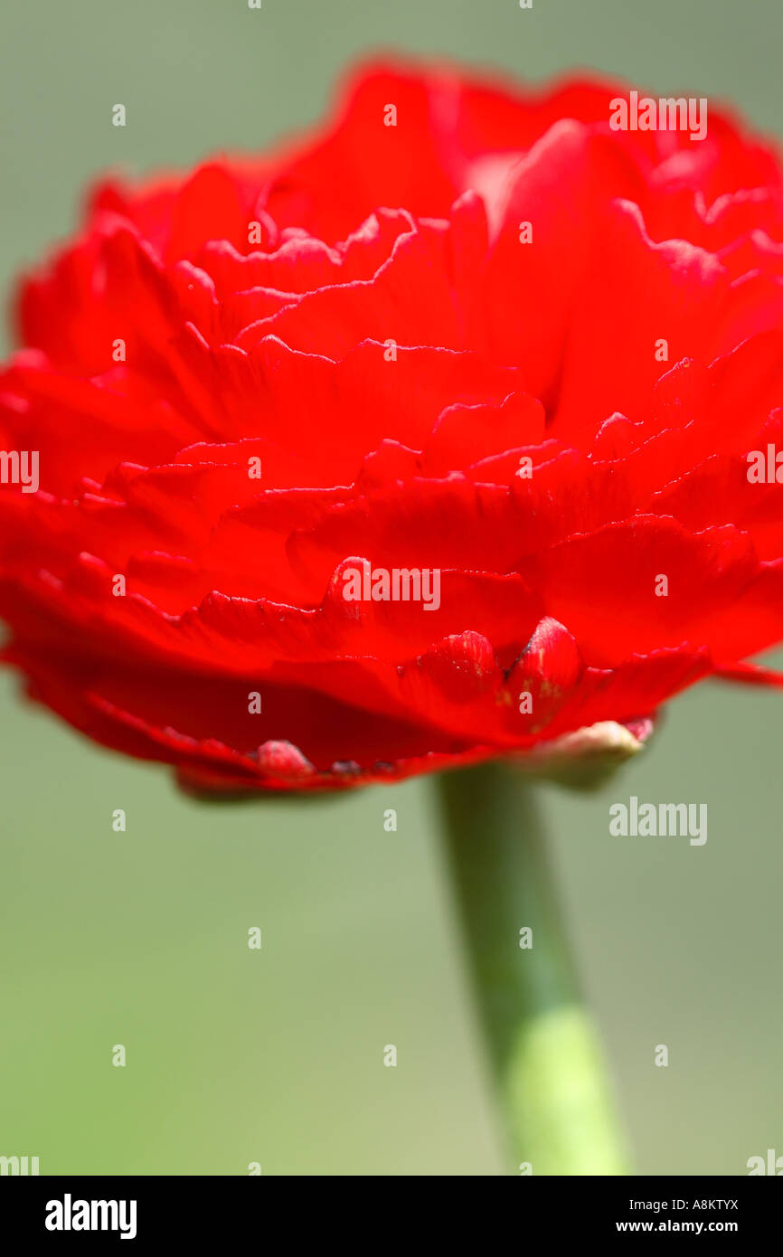 Scarlet ranunculus hi-res stock photography and images - Alamy