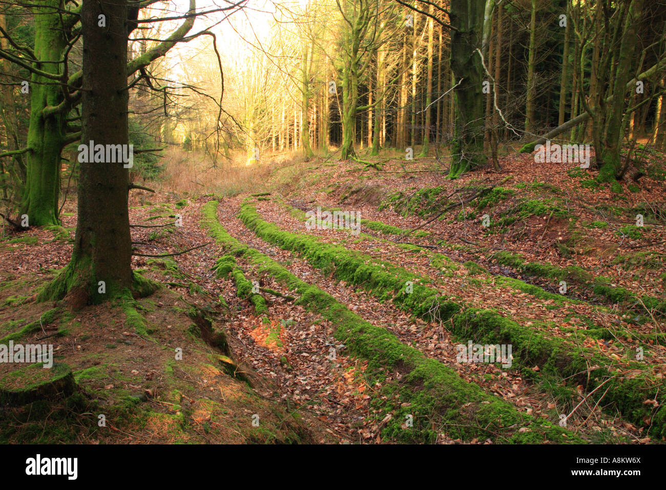 Old path through tree forest wood Stock Photo