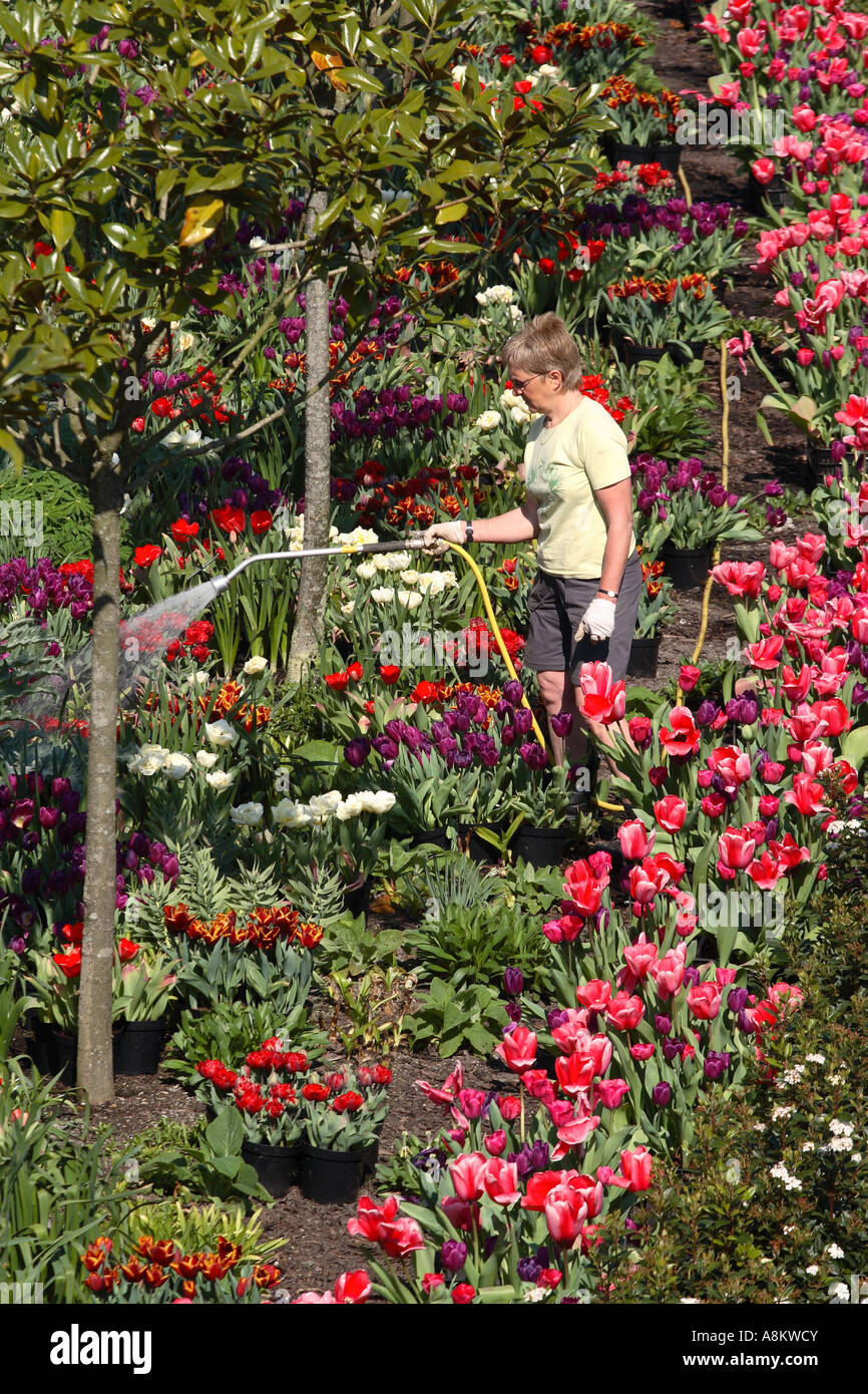 Gardener using watering hose at The Eden Project Cornwall Stock Photo