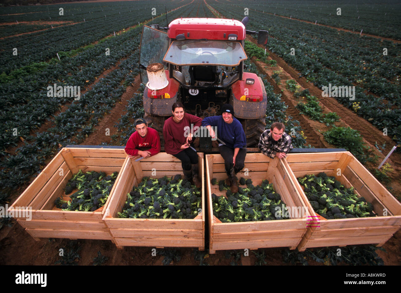 Harvesting broccoli at market gardens Sunraysia District NW Victoria Australia Horizontal