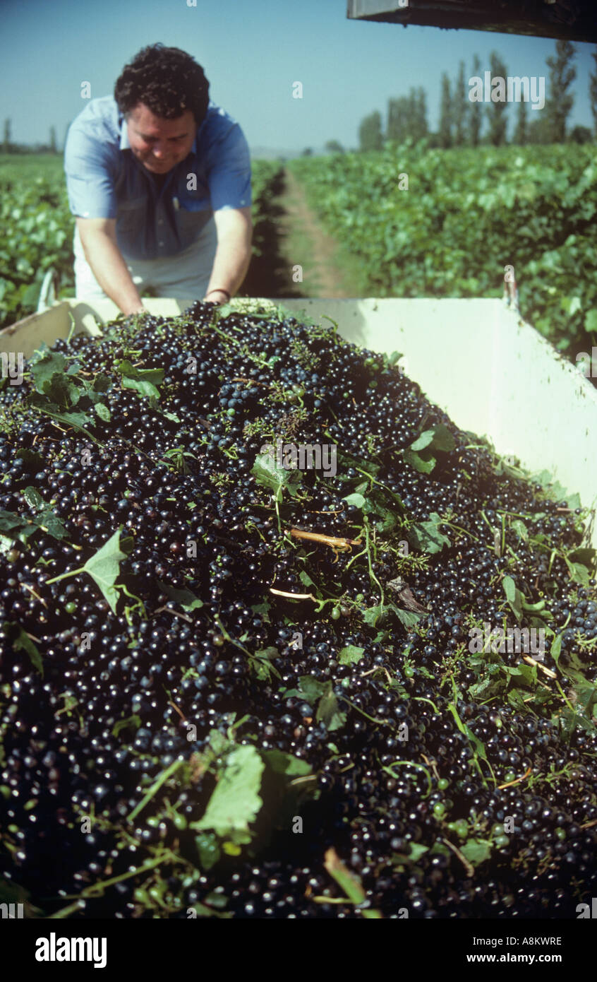 Harvesting grapes at a Pokolbin vineyard, Hunter Valley, NSW, Australia Stock Photo