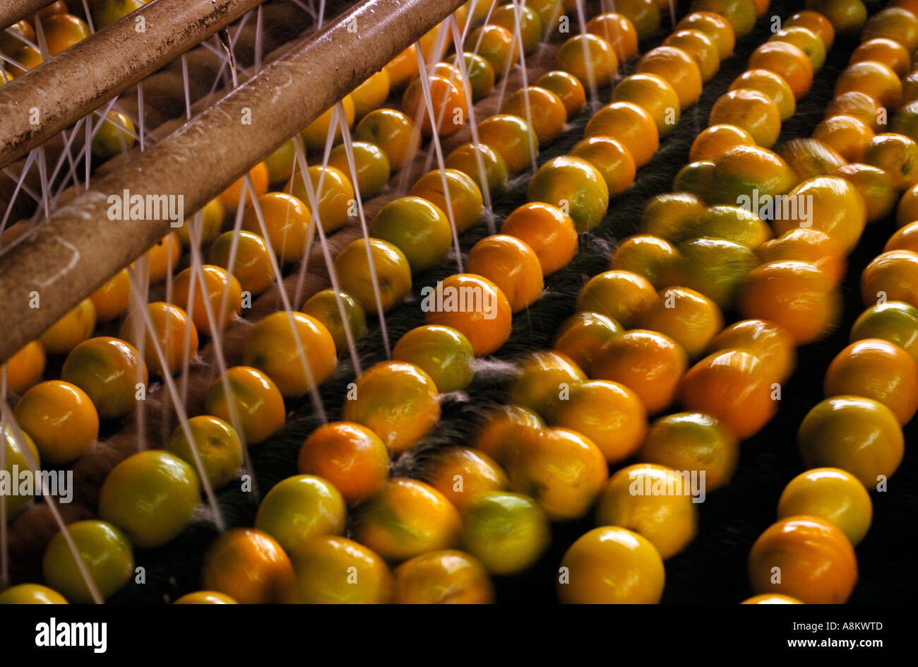 Oranges being sprayed with fungicide prior to sizing sorting and
