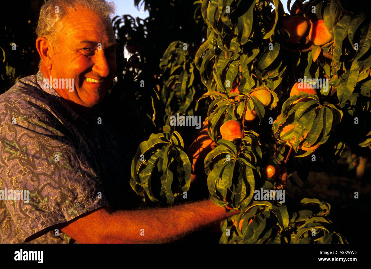 Small scale fruit grower with peaches Waikerie Murray Riverland South Australia Horizontal  Stock Photo