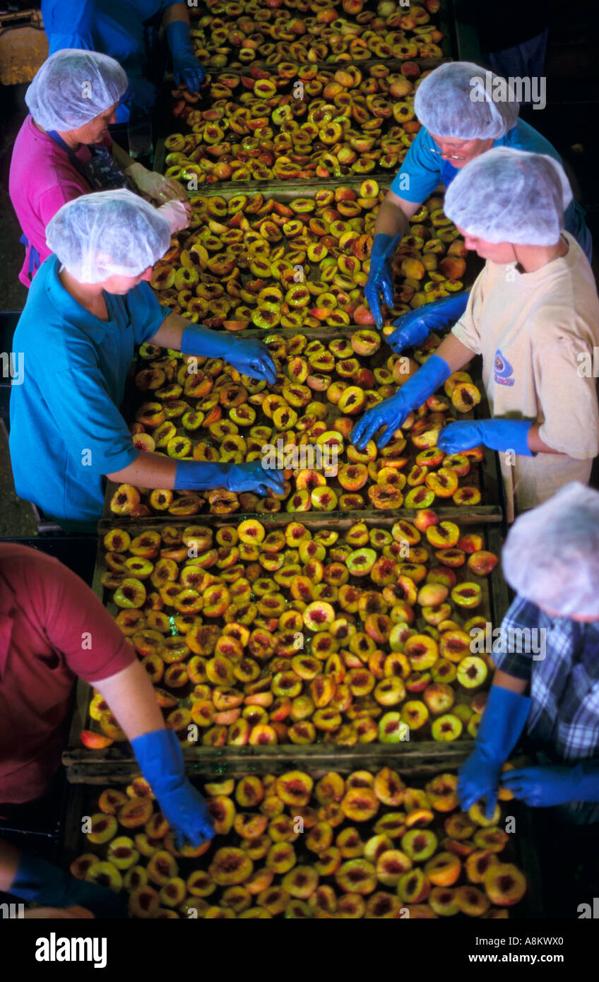 Fruit processing, South Australia Stock Photo