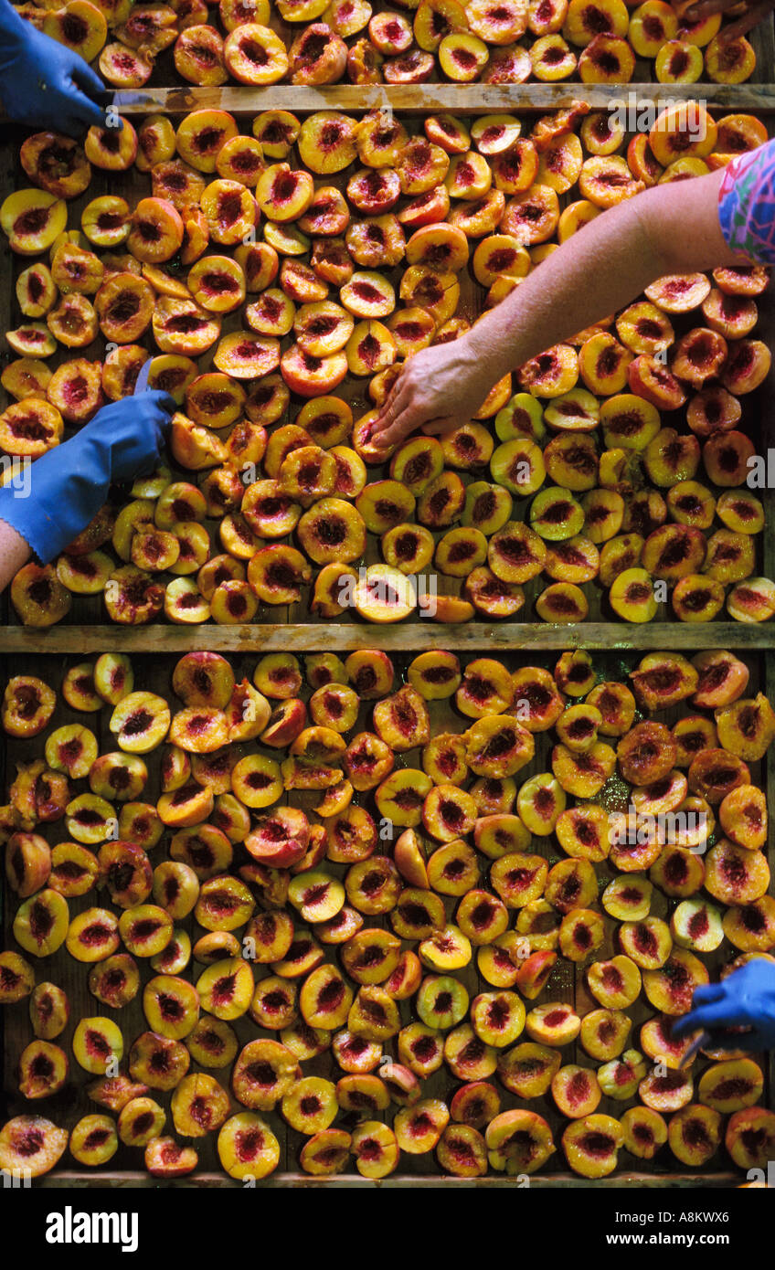 Fruit processing, South Australia Stock Photo