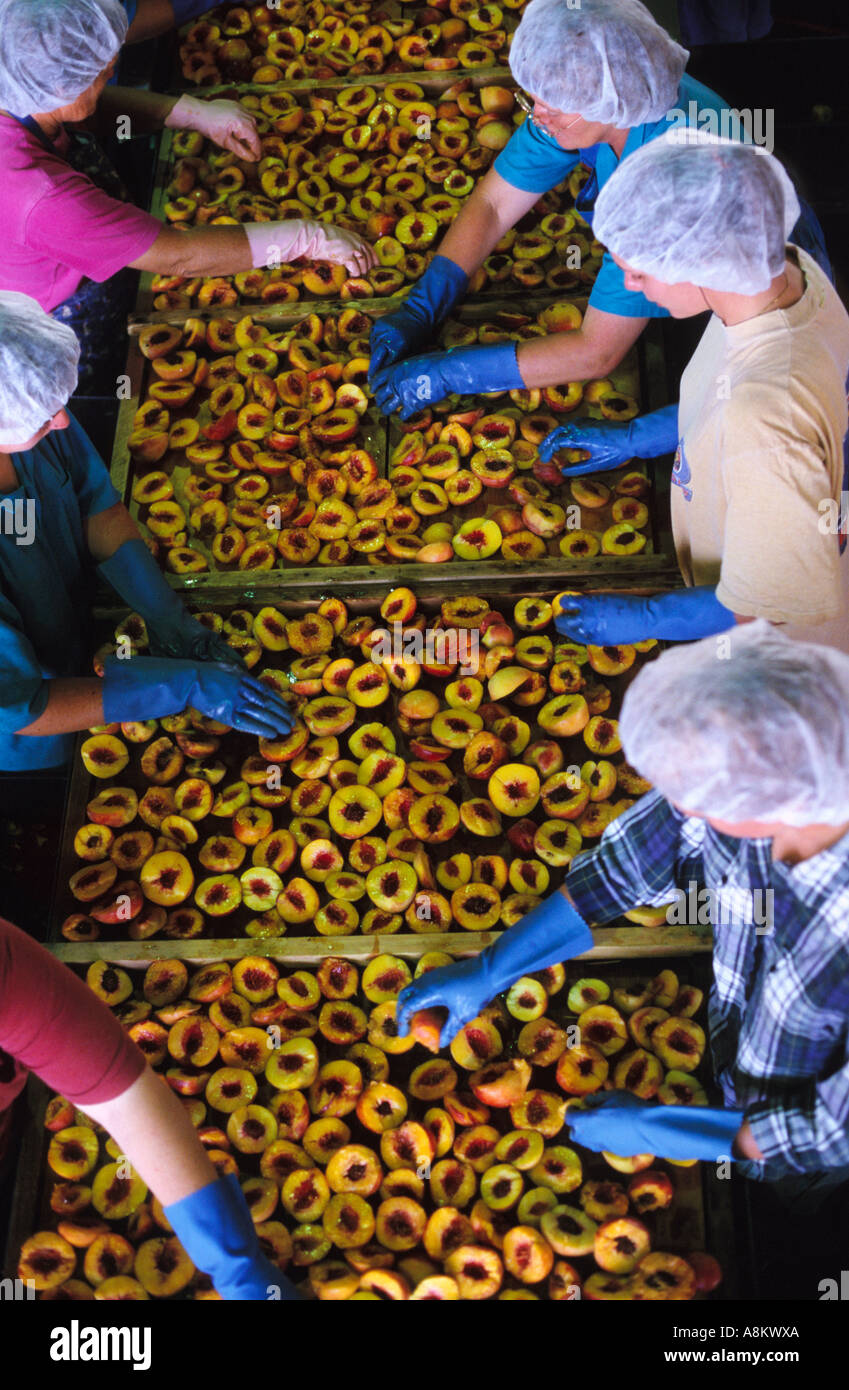 Fruit processing, South Australia Stock Photo Alamy