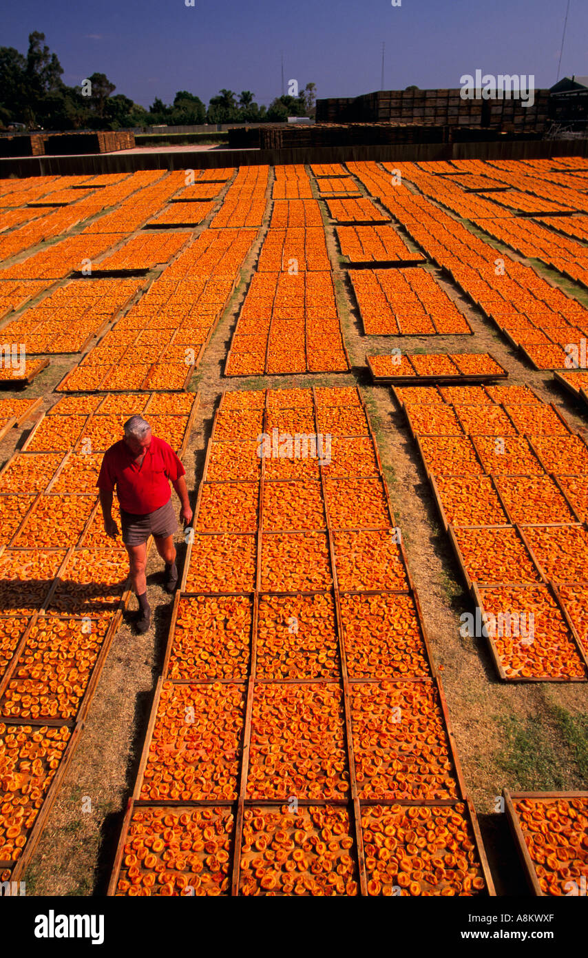 Dried fruit, South Australia Stock Photo Alamy