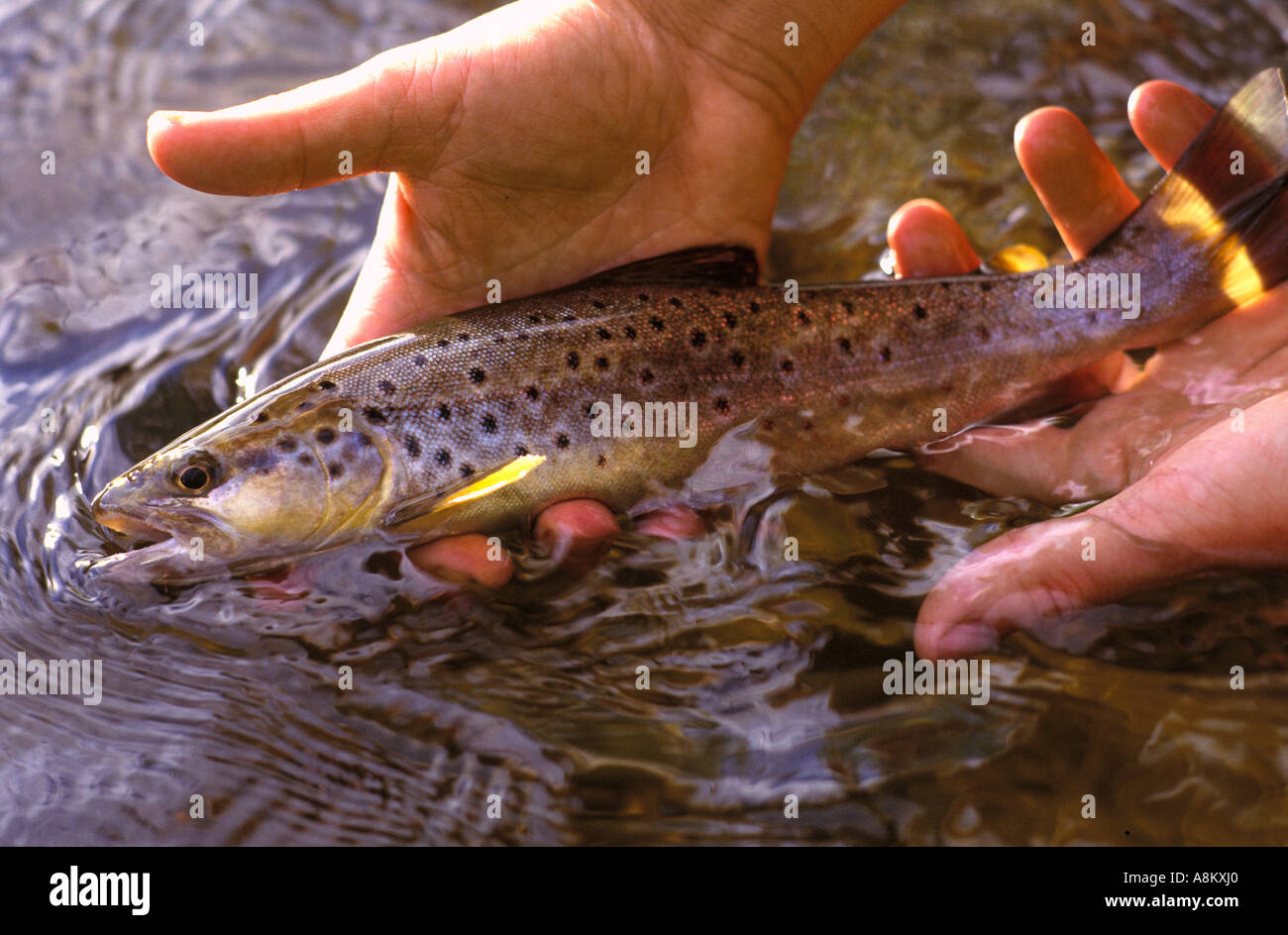 Brown trout, Victoria, Australia Stock Photo Alamy