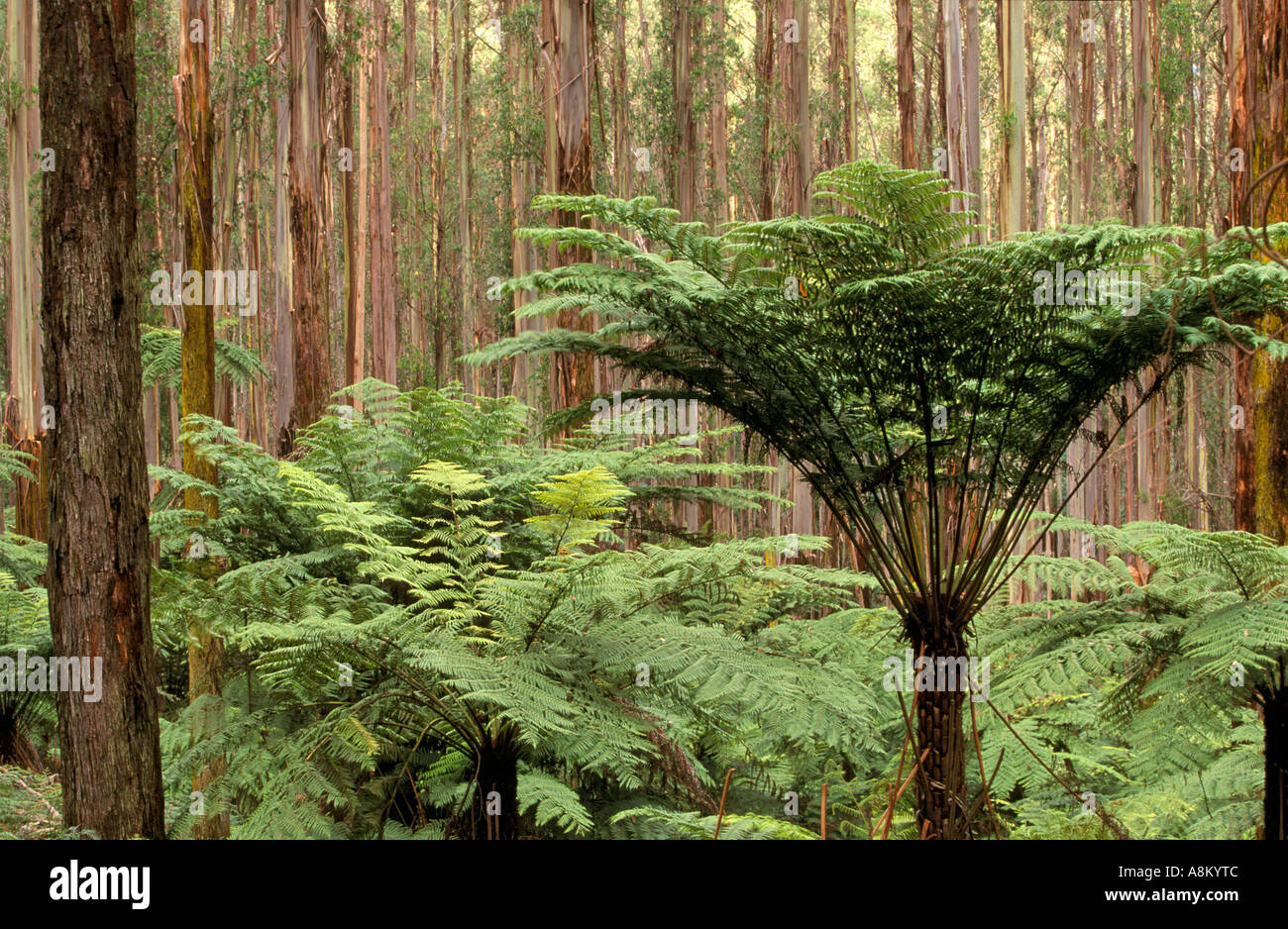 Tree ferns and Mountain Ash trees Dandenong Ranges Victoria Australia horizontal Stock Photo