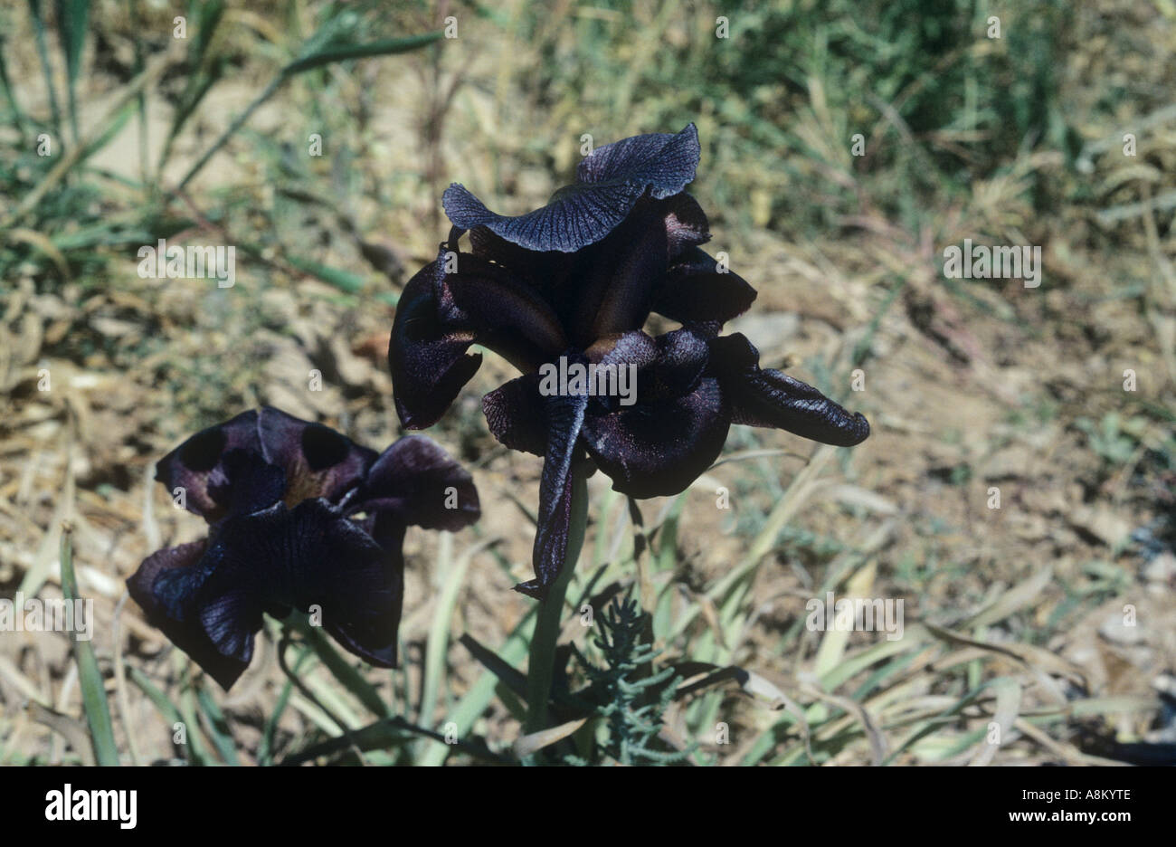 The Black Iris the national flower of Jordan Stock Photo - Alamy