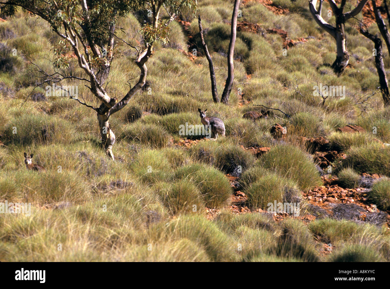 Kangaroos in spinifex Gammon Ranges National Park Flinders Ranges South Australia horizontal  Stock Photo