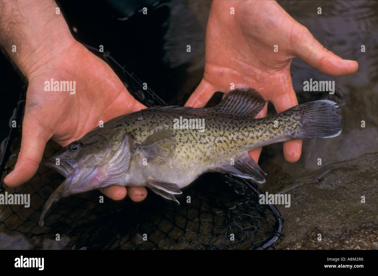 Rare trout cod, Victoria,  Australia Stock Photo