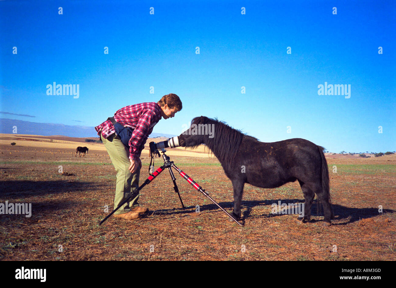 Photographer meets shetland pony Geralka Station near Spalding South Australia horizontal  Stock Photo