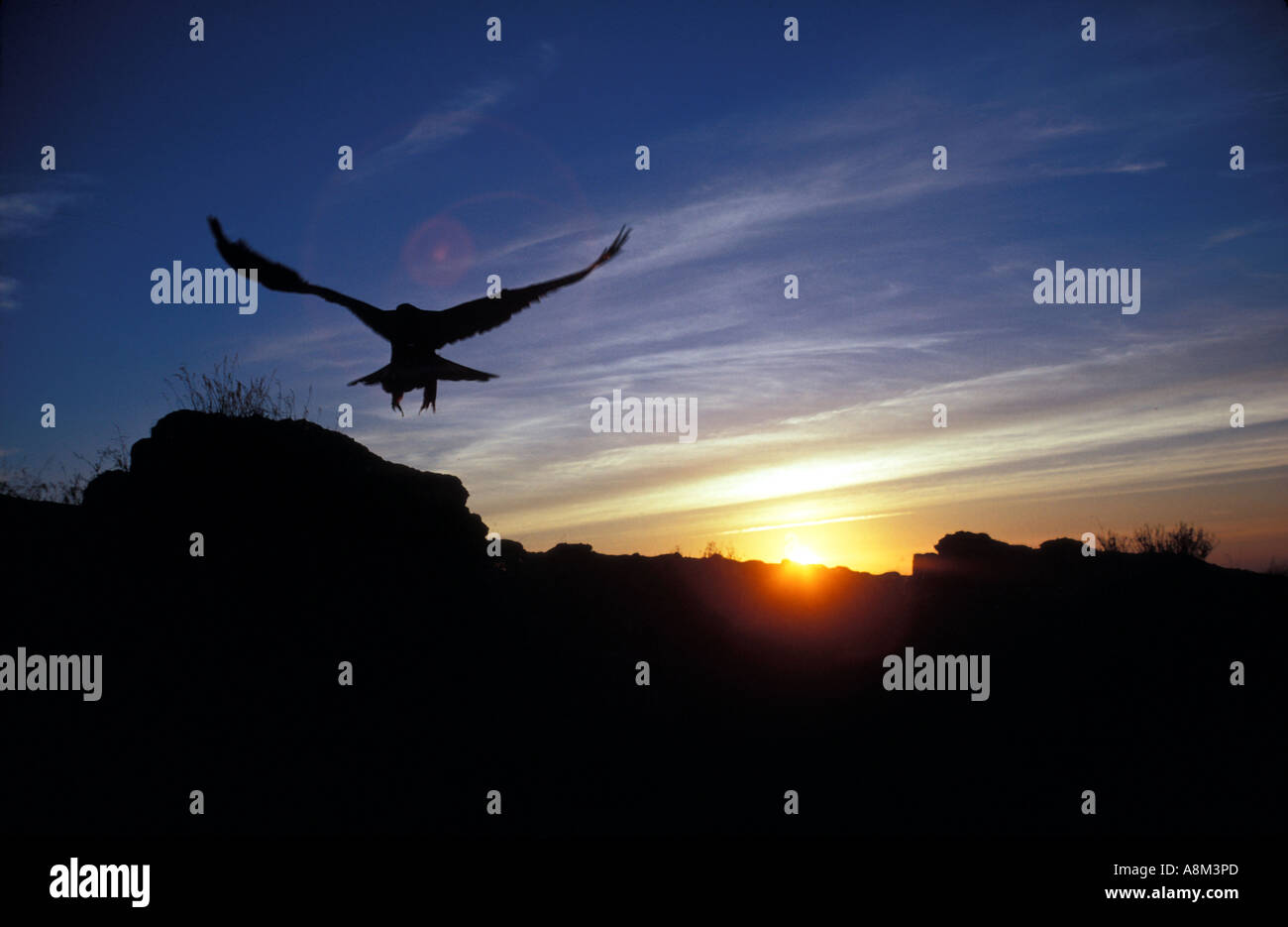 Golden Eagle soaring over canyon wall at sunset Birds of Prey Area near
