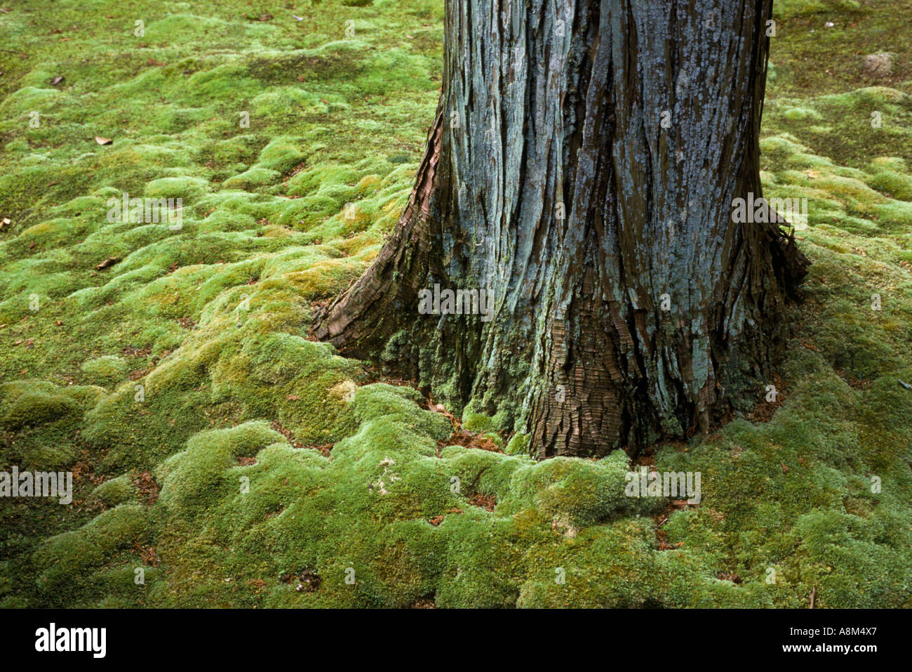 Undulating damp moss lawn carpet hi-res stock photography and images ...