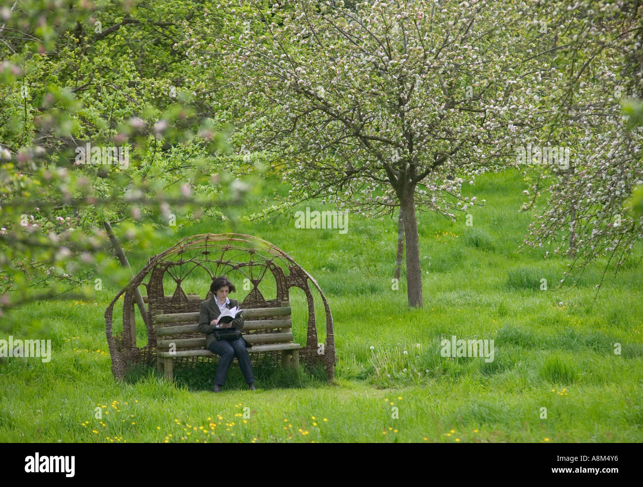 A woman sitting reading in the orchard inside the grounds of Glastonbury Abbey Glastonbury Somerset Great Britain Stock Photo