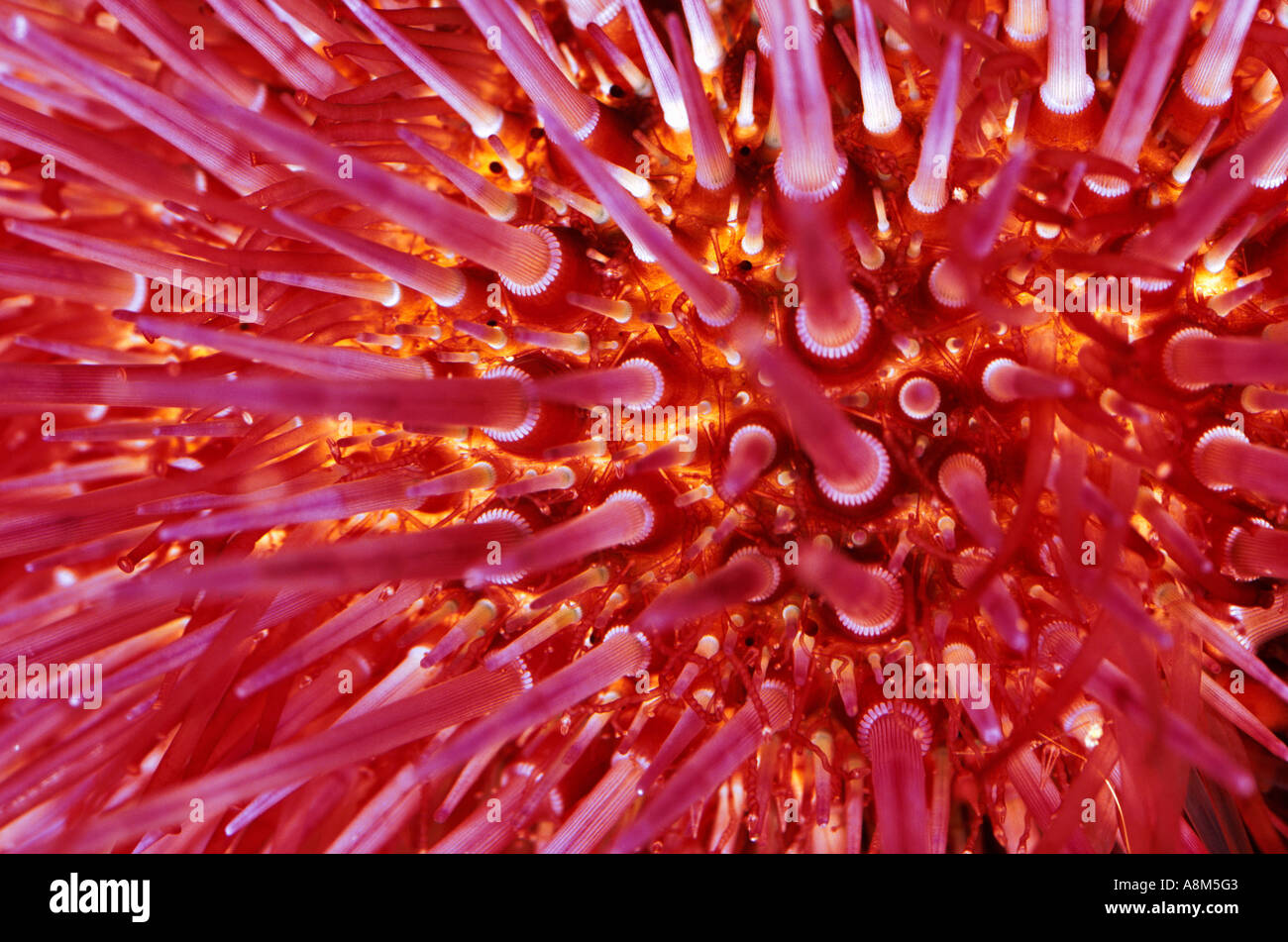 Atlantic purple sea urchin hires stock photography and images Alamy