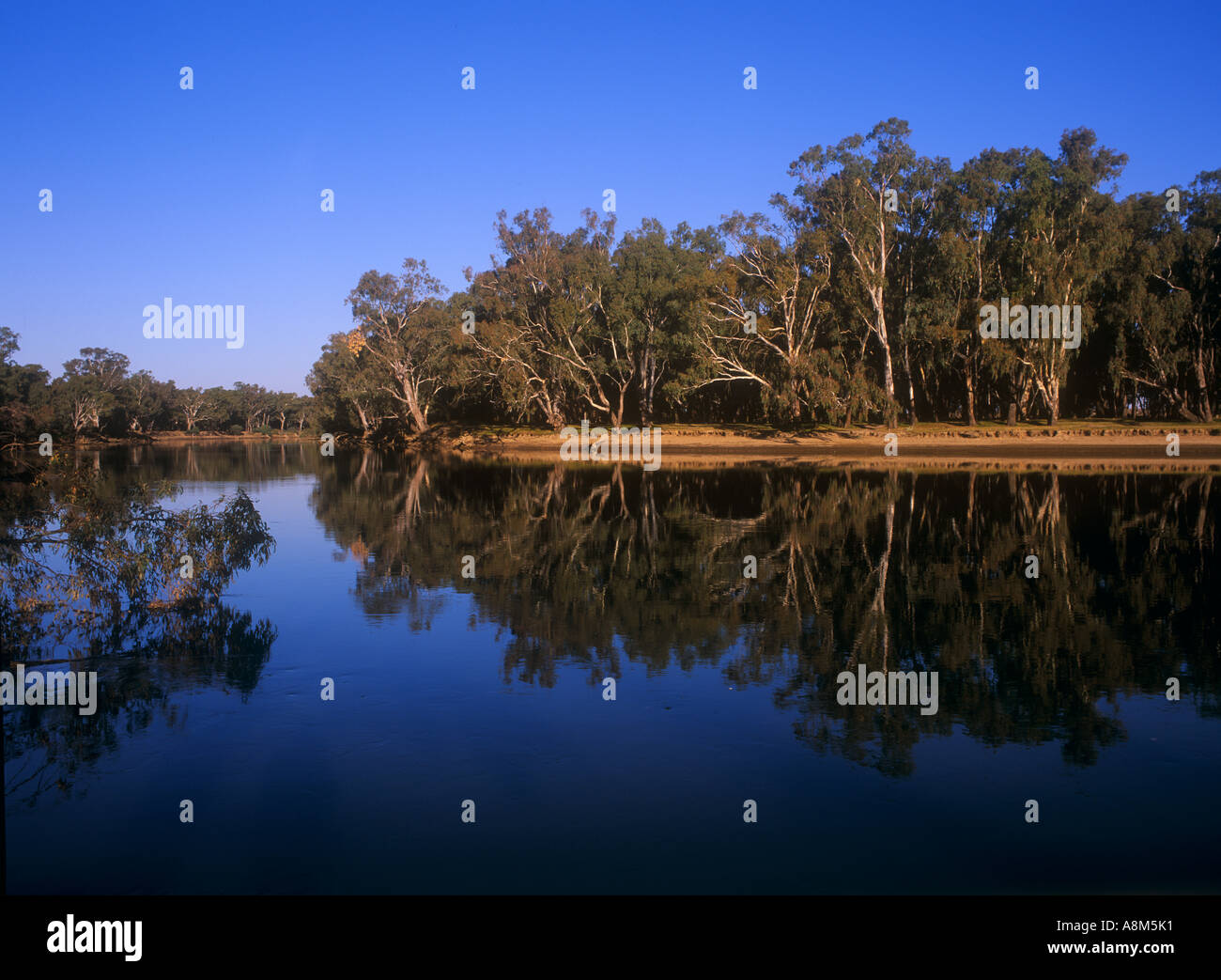 River red gums line the Murray River south of Corowa Murray Riverina